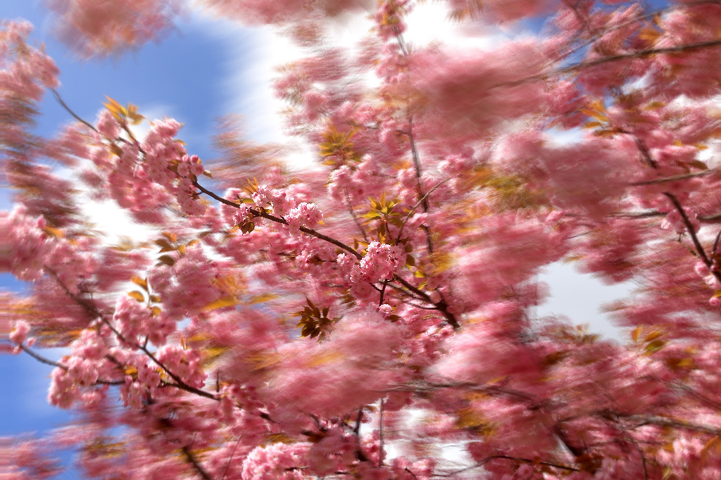 bluristic example pink tree